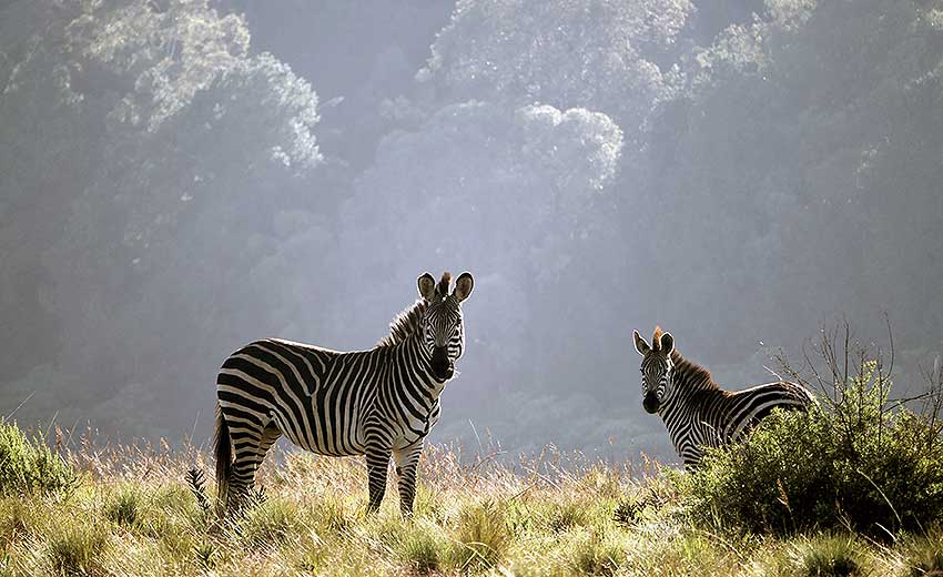 Nyasaland: Exploring the Land of Hidden Treasures