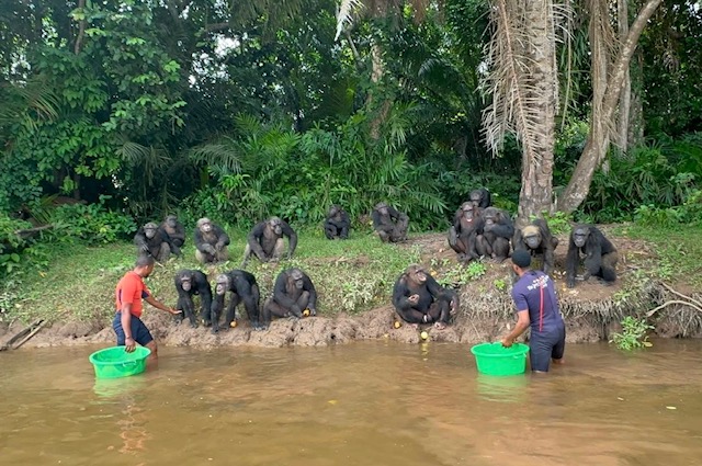 Atlantic Congo Adventure: Beaches, Canyons and Chimpanzees