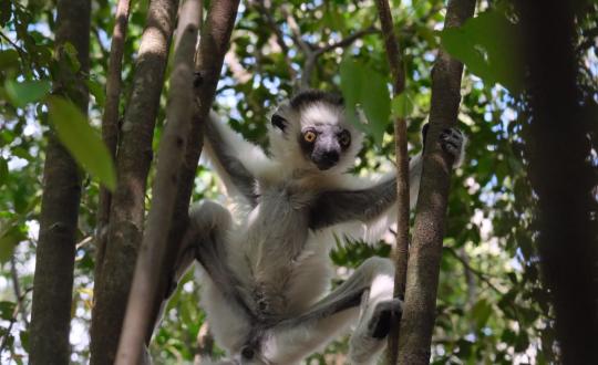 Madagascar - The Lost Continent
